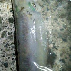 ドリフトさせ潮に乗せて良型アオリイカゲット！