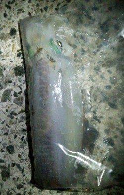 ドリフトさせ潮に乗せて良型アオリイカゲット！