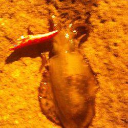 間人でエギング　爆風のなかなんとか3ﾊｲ