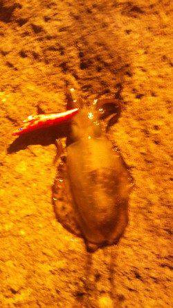 間人でエギング　爆風のなかなんとか3ﾊｲ