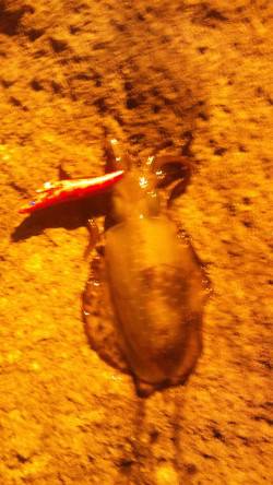 間人でエギング　爆風のなかなんとか3ﾊｲ