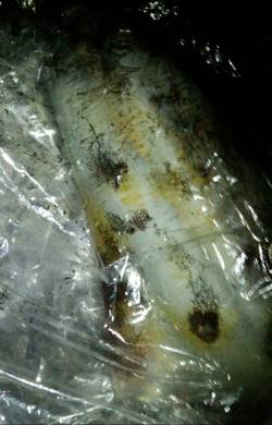 ドリフトさせ潮に乗せて良型アオリイカゲット…