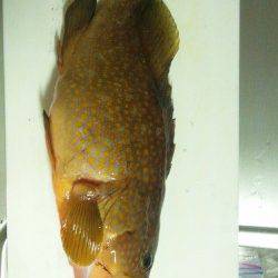 久美浜　エギングでアオリイカ8パイの他アコウも☆