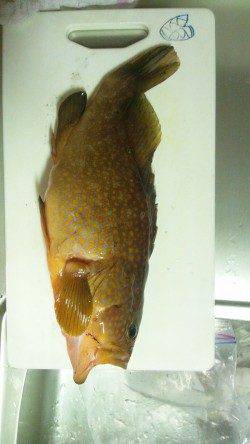 久美浜　エギングでアオリイカ8パイの他アコウも☆