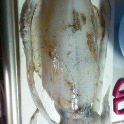 久美浜　エギングでアオリイカ8パイの他アコウも☆