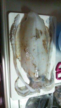 久美浜　エギングでアオリイカ8パイの他アコウも☆