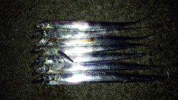 本荘人工島でワインド　ボトムからのシャクリあげでヒット