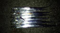 本荘人工島でワインド　ボトムからのシャクリ…