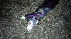 本荘人工島でワインド　ボトムからのシャクリあげでヒット