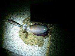 太地港19時からのエギング釣行