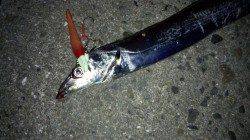 本荘人工島でワインド、タチウオ5匹の釣果