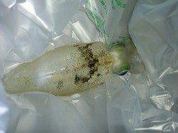 太地港19時からのエギング釣行