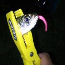 樽井漁港のアジング　アジ・メバル・ガシラ・キビレ・チーバス