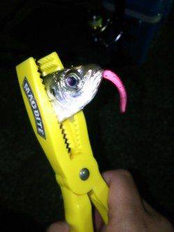 樽井漁港のアジング　アジ・メバル・ガシラ・キビレ・チーバス