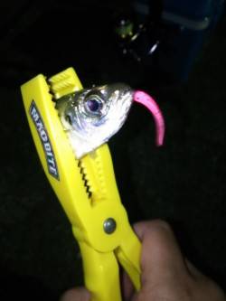 樽井漁港のアジング　アジ・メバル・ガシラ・…