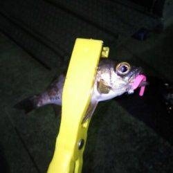 メバルが釣れるのでメバルポイントへ行ってたみました