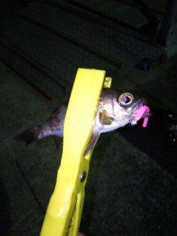 メバルが釣れるのでメバルポイントへ行ってたみました