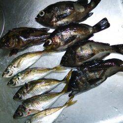 メバルが釣れるのでメバルポイントへ行ってたみました