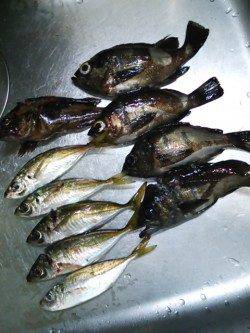 メバルが釣れるのでメバルポイントへ行ってたみました