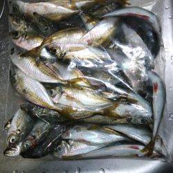 樽井漁港のアジング　アジ・メバル・ガシラ・キビレ・チーバス