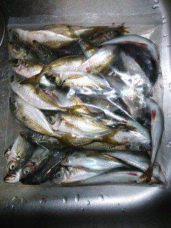 樽井漁港のアジング　アジ・メバル・ガシラ・キビレ・チーバス