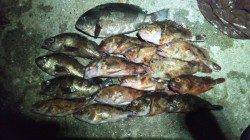 垂水一文字　探り釣りでアコウ40cm　ガシラもリリース含め30匹！