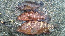 垂水一文字　探り釣りでアコウ40cm　ガシラもリリース含め30匹！