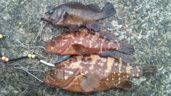 垂水一文字　探り釣りでアコウ40cm　ガシ…