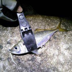 久美浜アジング釣行　アジのサイズは20～25cm