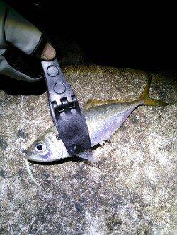 久美浜アジング釣行　アジのサイズは20～25cm