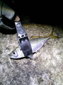 久美浜アジング釣行　アジのサイズは20～2…