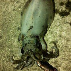 久美浜　墨族カンパリレッドで980gの良型アオリイカ！