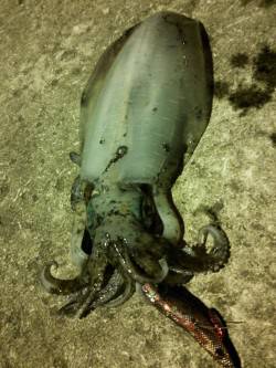 久美浜　墨族カンパリレッドで980gの良型…