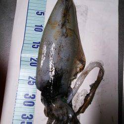 久美浜　墨族カンパリレッドで980gの良型アオリイカ！