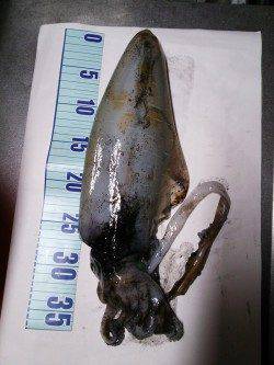 久美浜　墨族カンパリレッドで980gの良型アオリイカ！