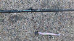 築港のワインドでドラゴンきましたぁ(^^)v