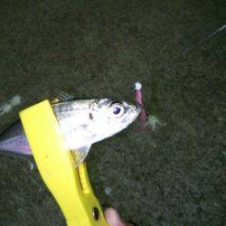 樽井漁港　風がある中でのアジング釣行