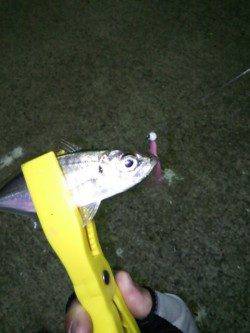 樽井漁港　風がある中でのアジング釣行