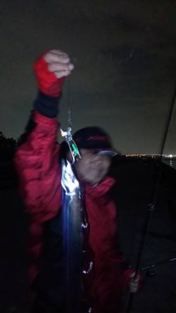 南芦屋浜でタチウオの釣果