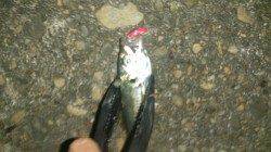 舞洲でのアジング釣果、場所によってムラがあったりするみたい