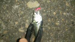 舞洲でのアジング釣果、場所によってムラがあ…