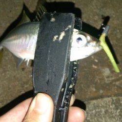 南港のアジング　デカアジが顔をみせてくれます♪