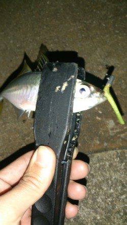 南港のアジング　デカアジが顔をみせてくれます♪