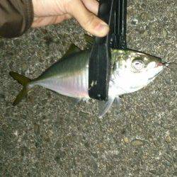 南港のアジング　デカアジが顔をみせてくれます♪