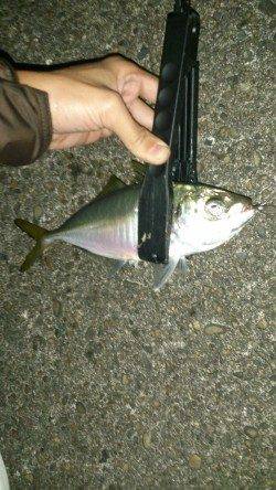 南港のアジング　デカアジが顔をみせてくれます♪