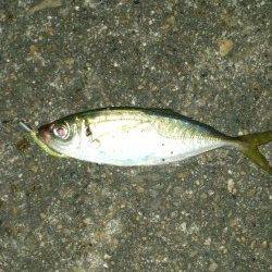 スローリトリーブでおいしそうなアジゲットです！