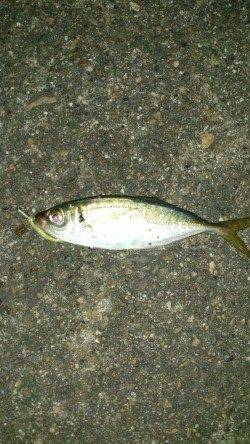 スローリトリーブでおいしそうなアジゲットです！