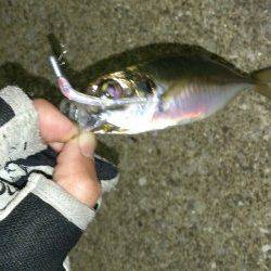 スローリトリーブでおいしそうなアジゲットです！