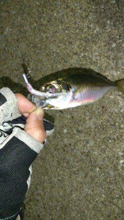 スローリトリーブでおいしそうなアジゲットです！