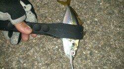 大阪南港のアジング　潮のヨレのあるポイントでヒット